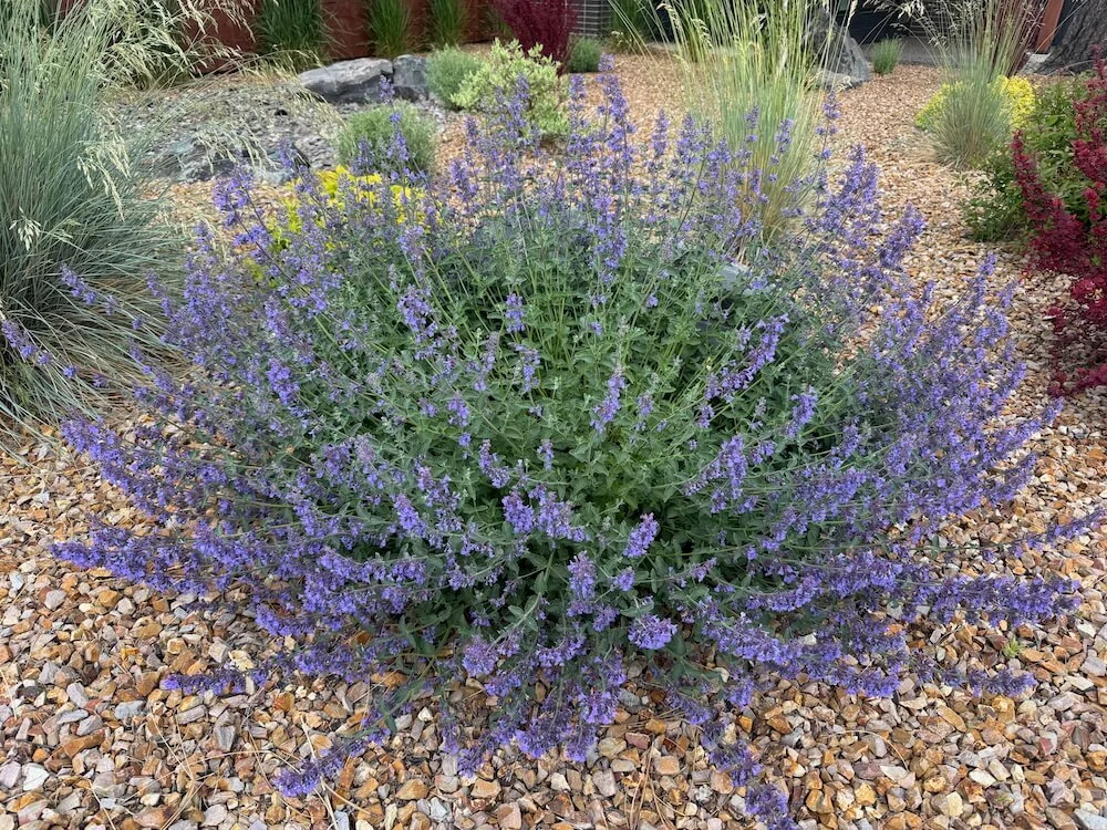 Nepeta racemosa 'Walker's Low' 03.jpeg