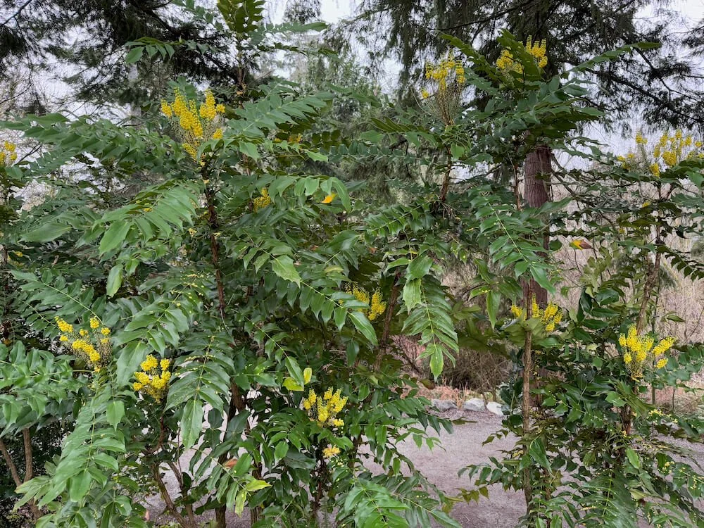 Mahonia x media 'Arthur Menzies' 04.jpeg
