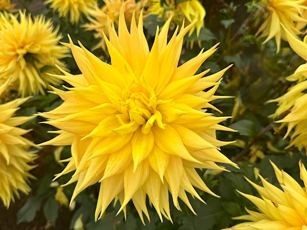 Dahlia 'AC Jeri' 02.jpeg