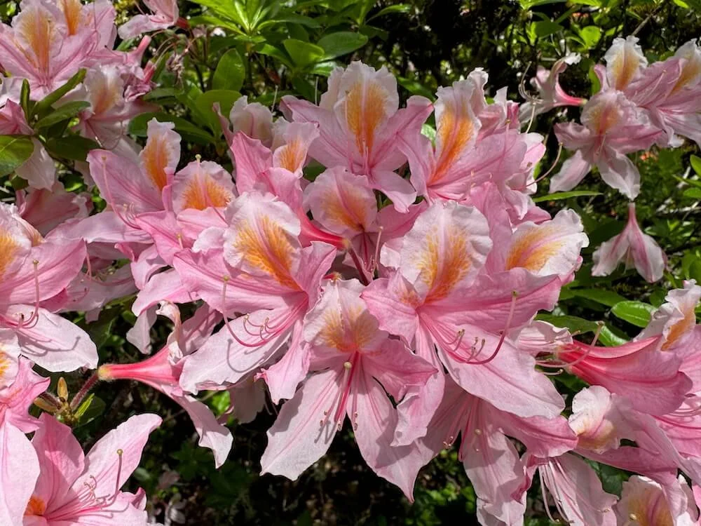 Rhododendron occidentale 'Irene Koster' 02.jpeg