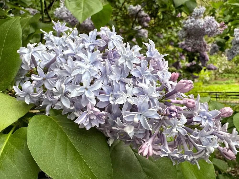 Syringa × hyacinthiflora ‘Equinox Valley’ 04.jpeg