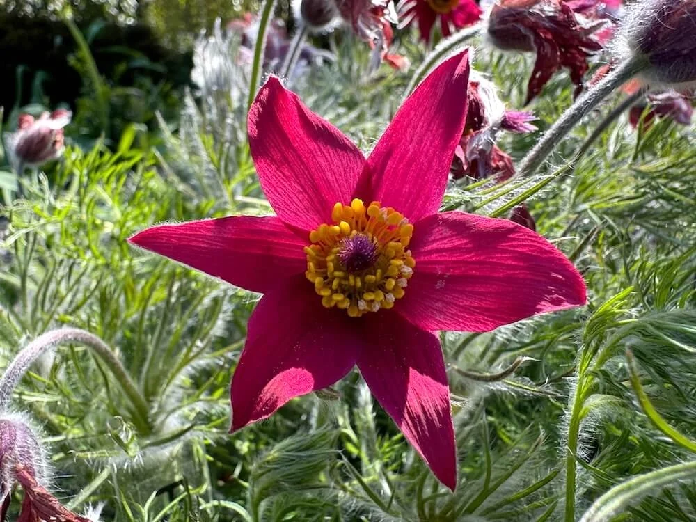 Pulsatilla vulgaris 'Red Bells' 03.jpeg