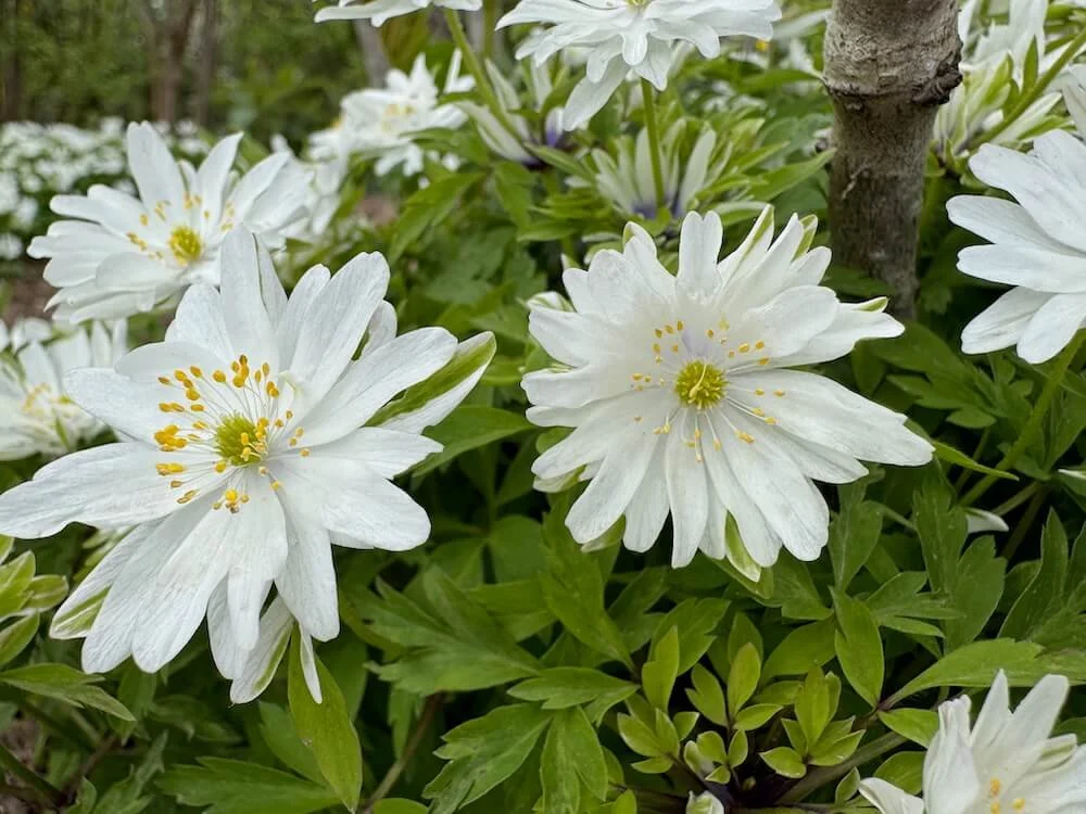 Anemone nemorosa 'Bracteata Plena' 01.jpeg