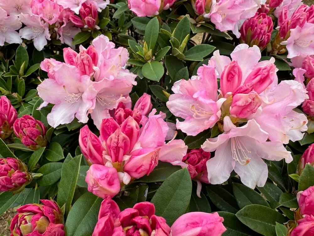 Rhododendron ‘Mardi Gras’ 02.jpeg