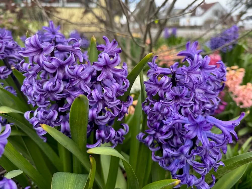 Hyacinthus orientalis 'Aida' | Aida Dutch Hyacinth