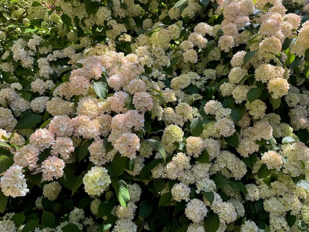Viburnum plicatum f. plicatum 'Mary Milton' 08.jpeg