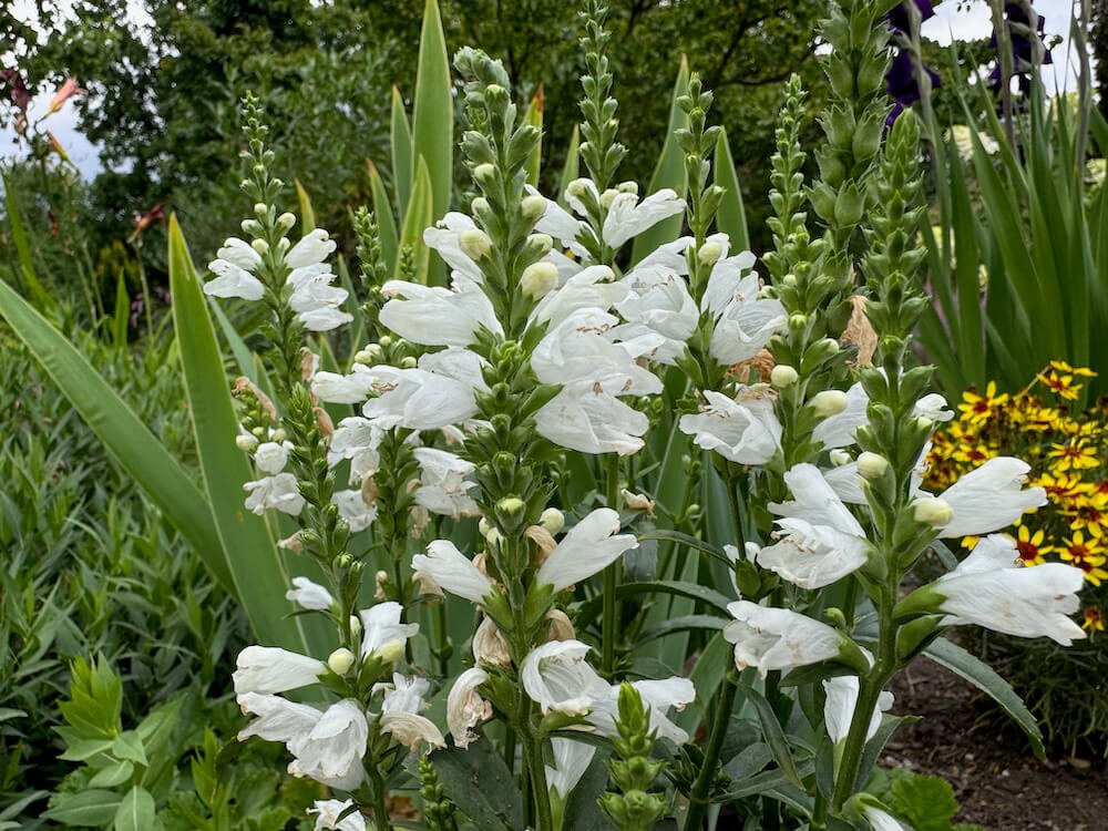 Physostegia virginiana 'Miss Manners' 02.jpeg