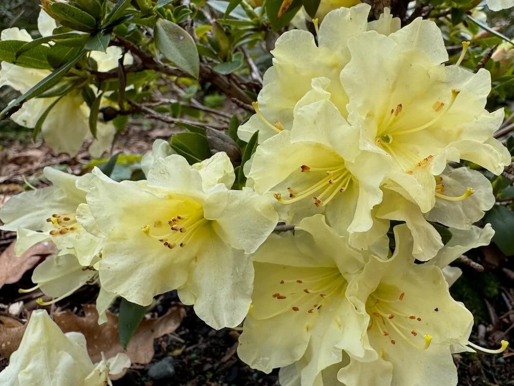 Rhododendron 'Patty Bee' 02.jpeg