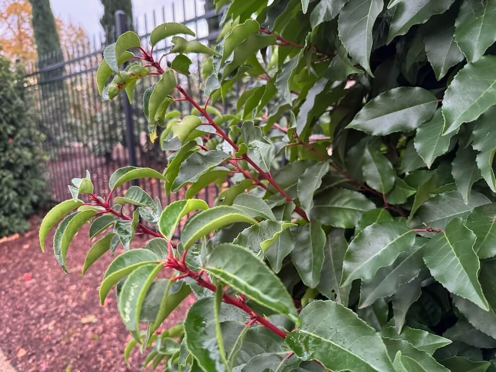Prunus lusitanica 'Angustifolia' 04.jpeg