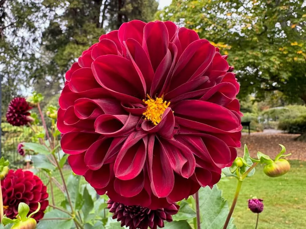 Dahlia 'Dark Spirit' 03.jpeg