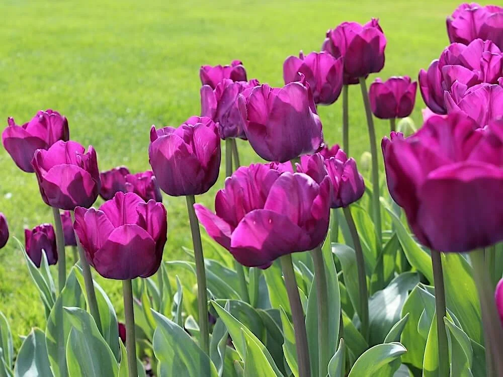 Tulipa 'Purple Flag' 03.JPG