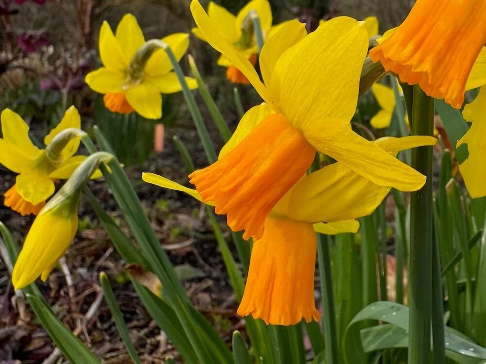 Narcissus 'Jetfire' 02.jpeg