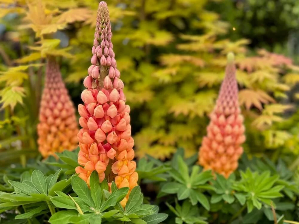 Lupinus polyphyllus Westcountry 'Salmon Star' 02.jpeg