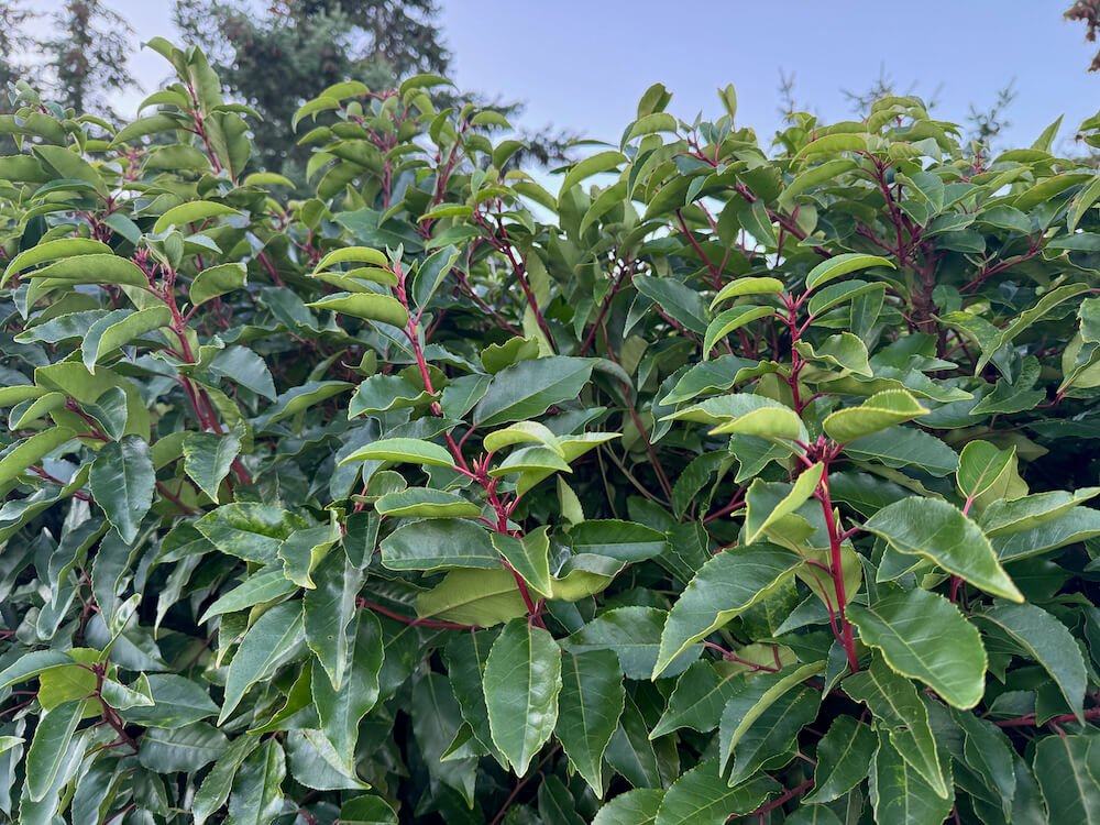 Prunus lusitanica 'Angustifolia' 06.jpeg