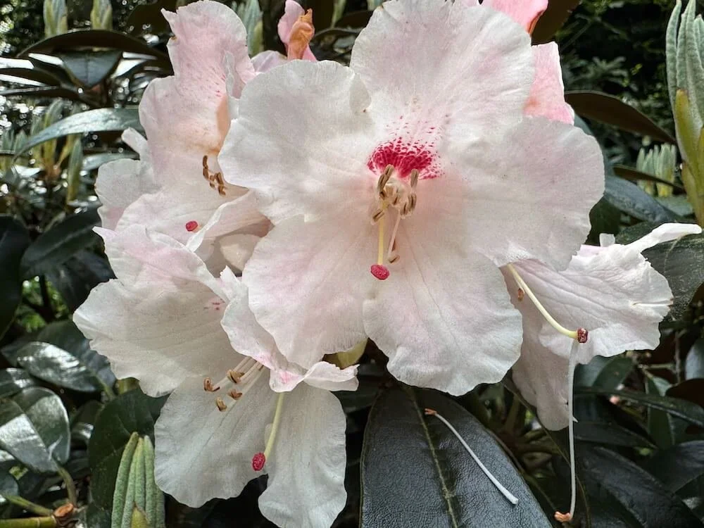 Rhododendron 'Marissa' 04.jpeg