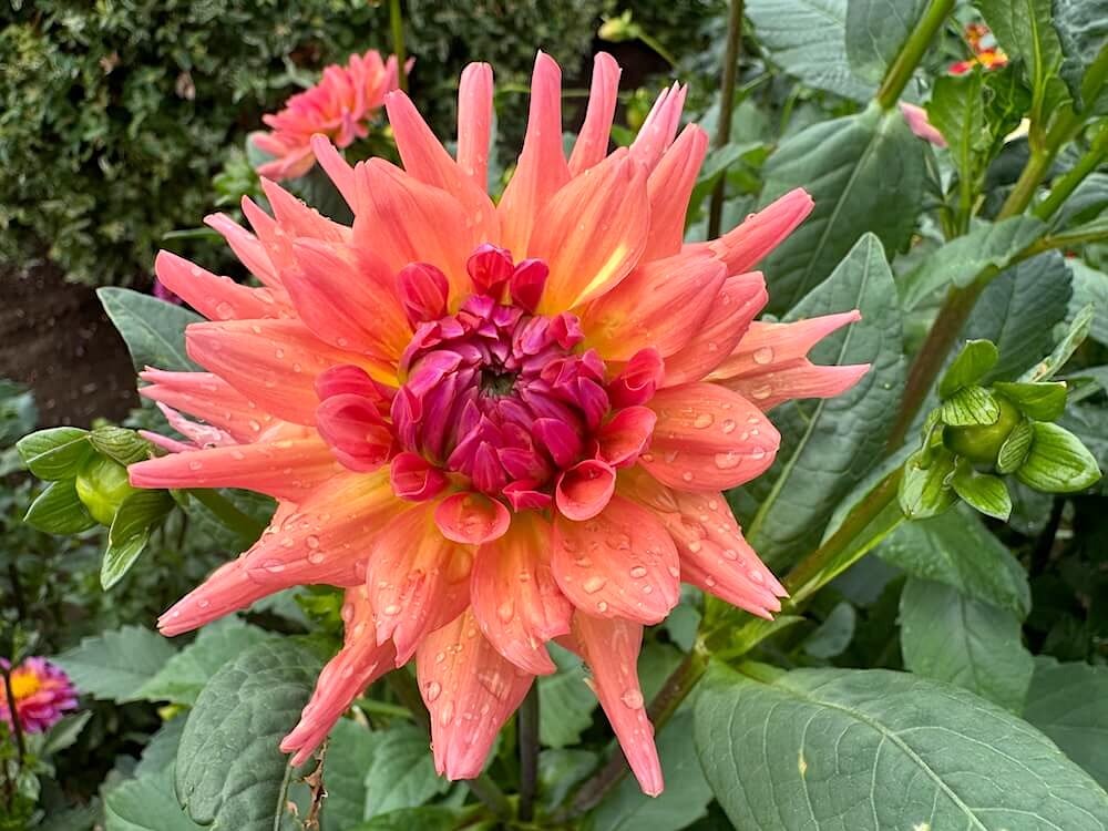 Dahlia 'Whipper Snapper' 01.jpeg