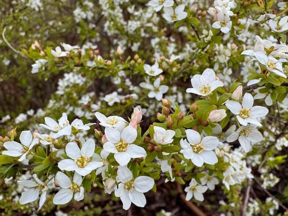 Spiraea thunbergii 'Ogon' 04.jpeg