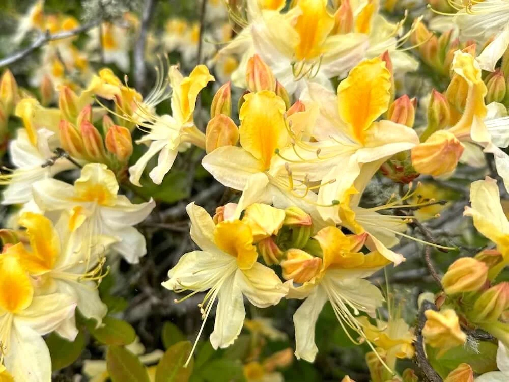 Rhododendron × kosteranum 'Northern Hi-Lights' 02.jpeg