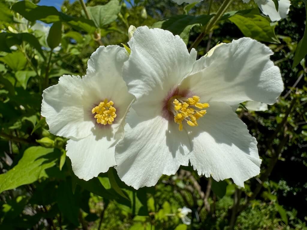 Philadelphus 'Belle Etoile' 04.jpeg