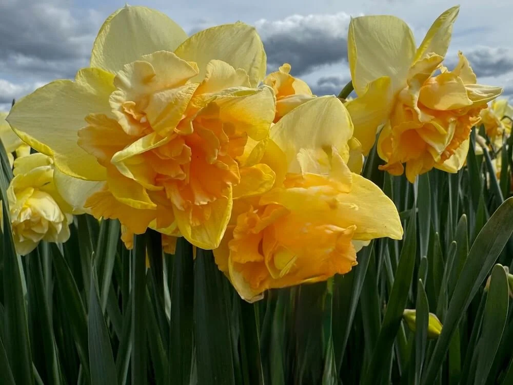 Narcissus 'Bellabombe' 03.jpeg