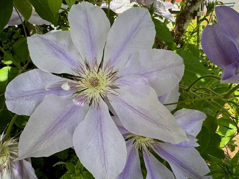 Clematis 'Lady Caroline Nevill' 05.jpeg