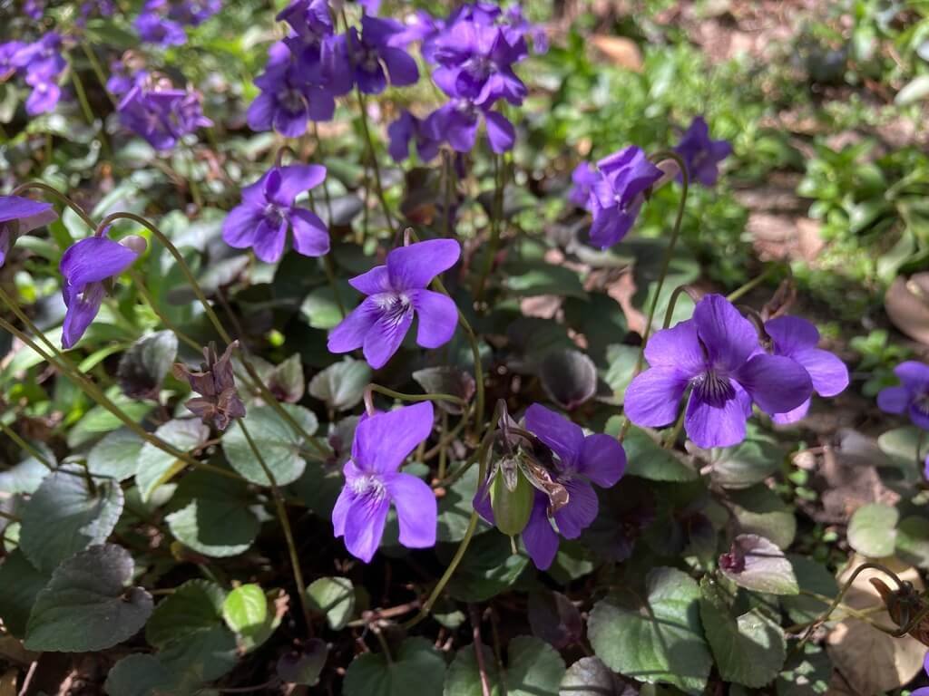 Viola labradorica 04.jpeg