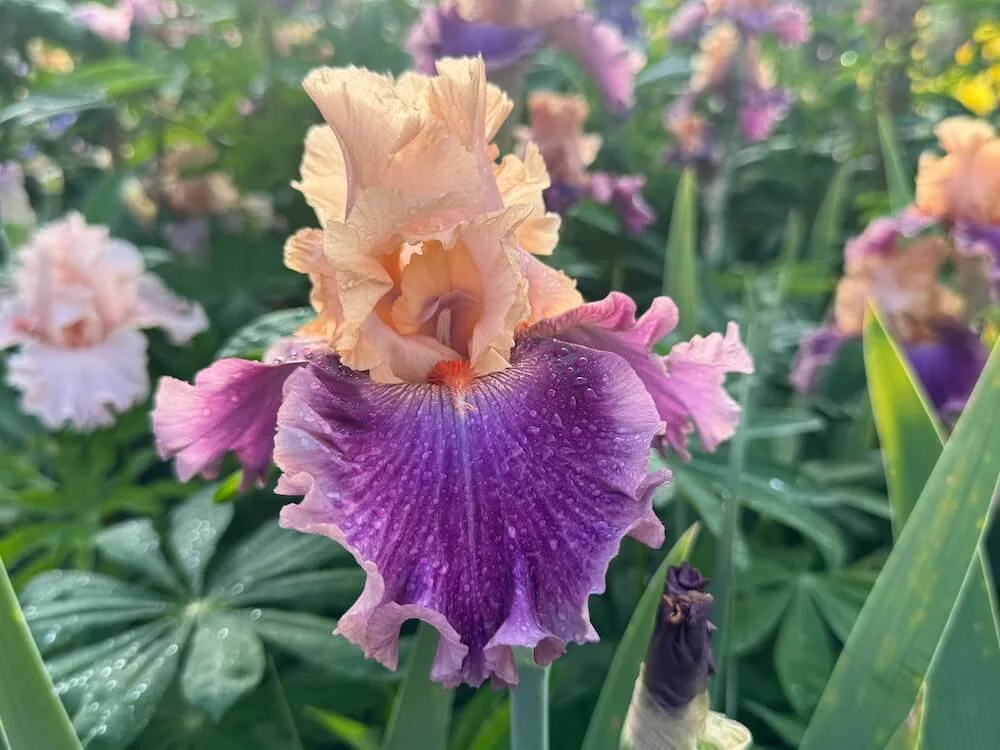 Iris 'Rasputin' 03.jpeg