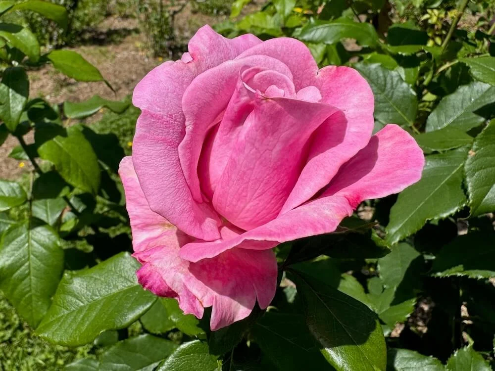 Rosa 'Wekblunez' 02.jpeg