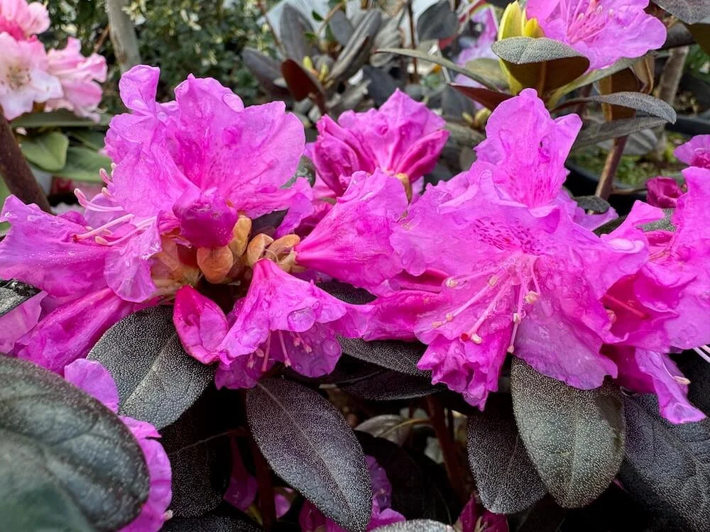 Rhododendron 'PJM Elite' 01.jpeg