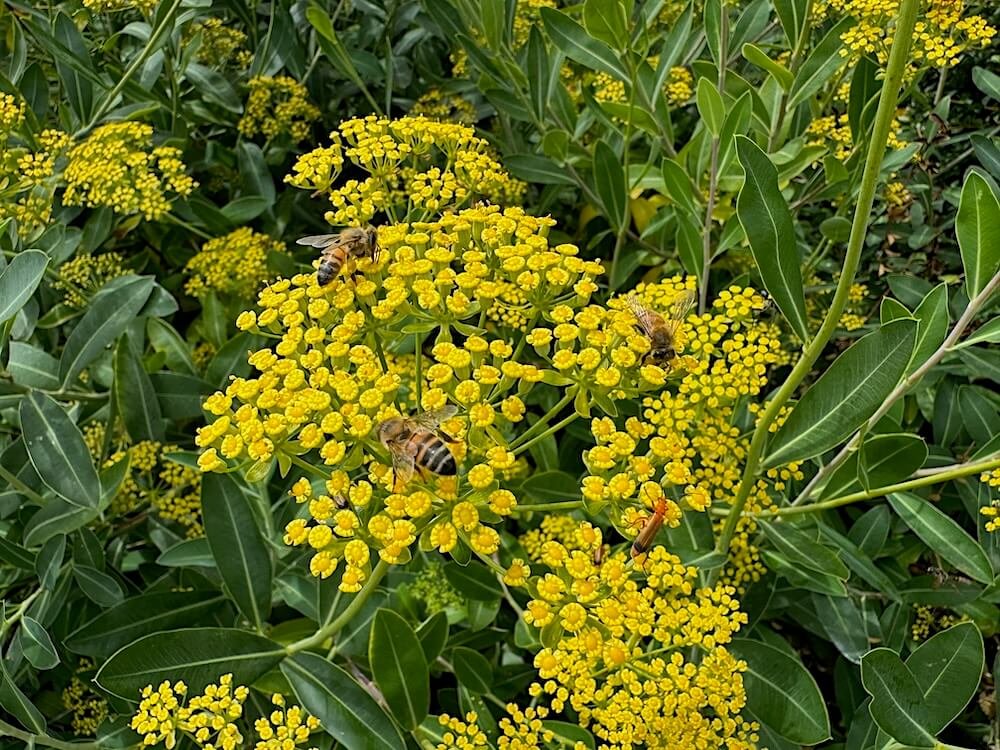 Bupleurum fruticosum | Shrubby Hare's Ear