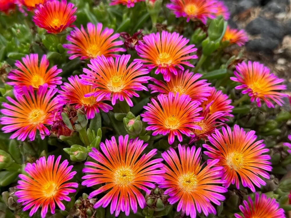 Delosperma hybrida Ocean Sunset 'Orange Glow' 01.jpeg