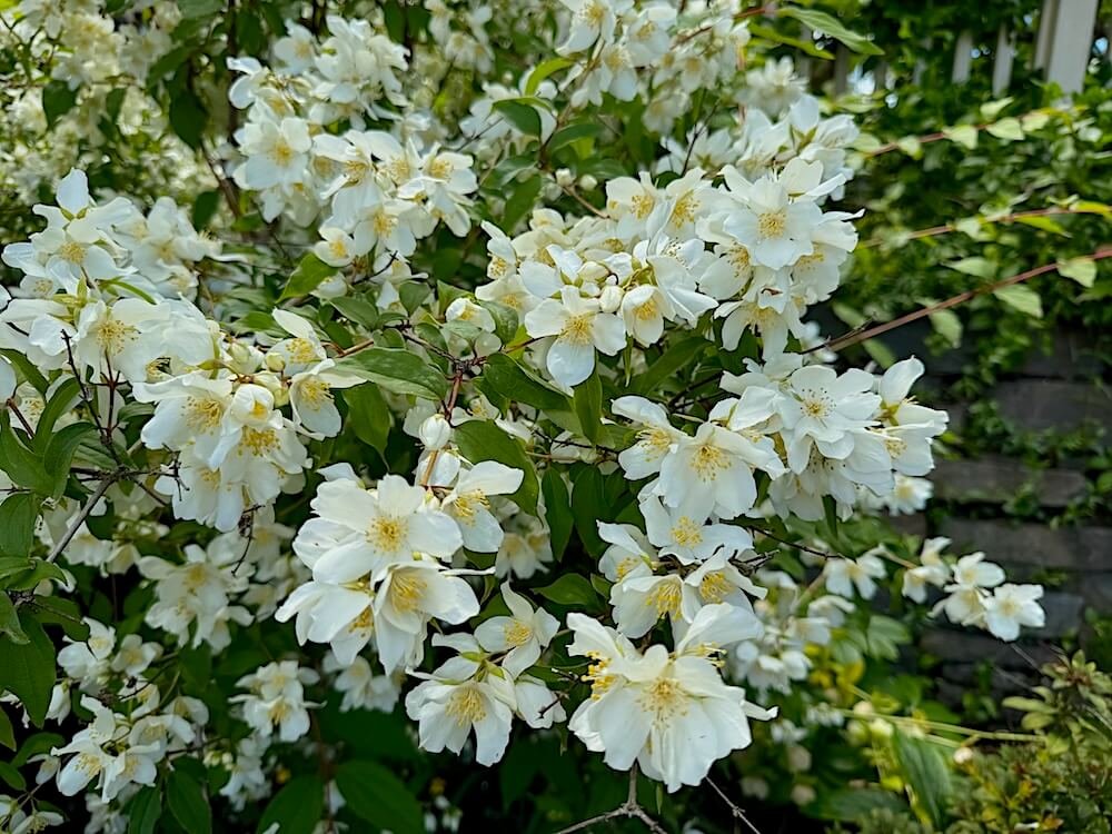 Philadelphus coronarius 05.jpeg