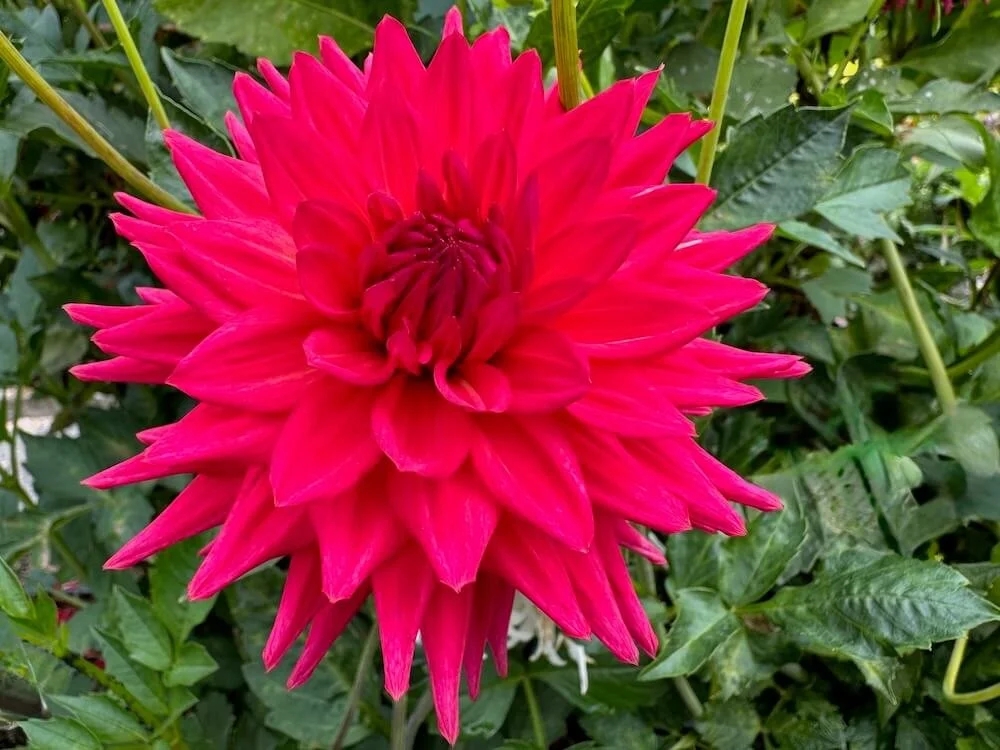 Dahlia 'River's Deb G' 03.jpeg