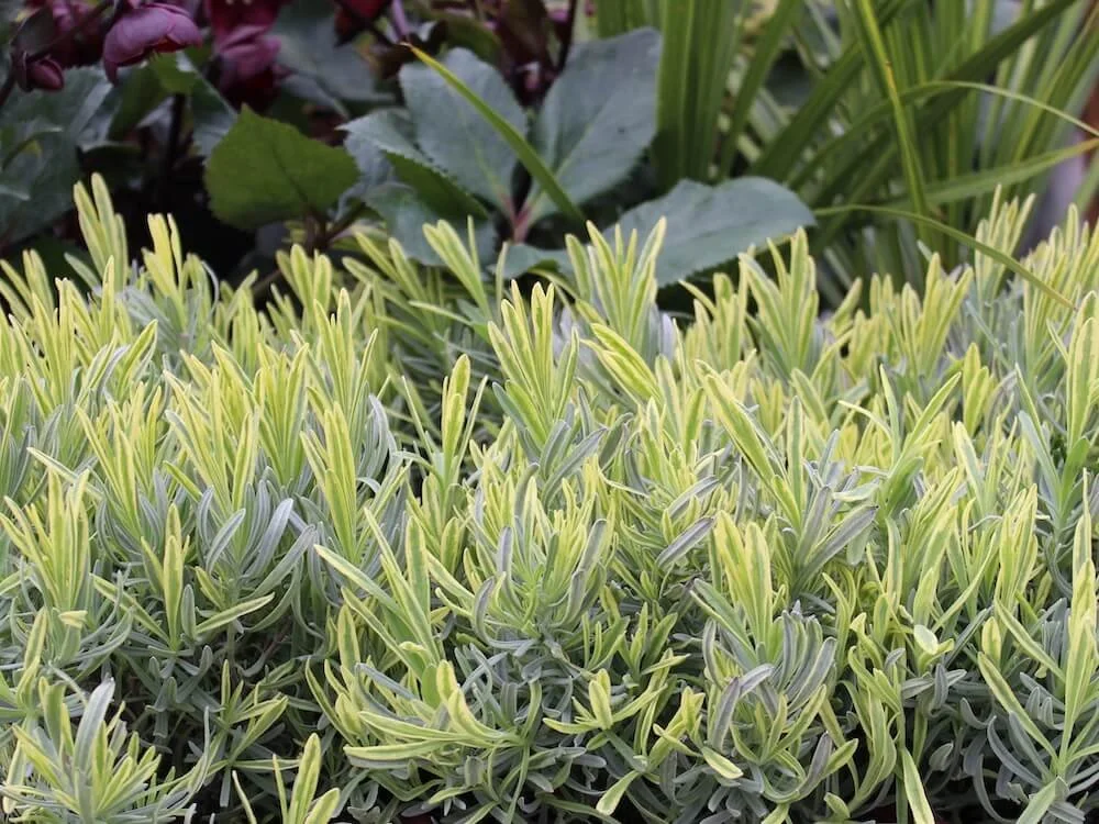 lavandula-angustifolia-platinum-blonde-platinum-blonde-lavender