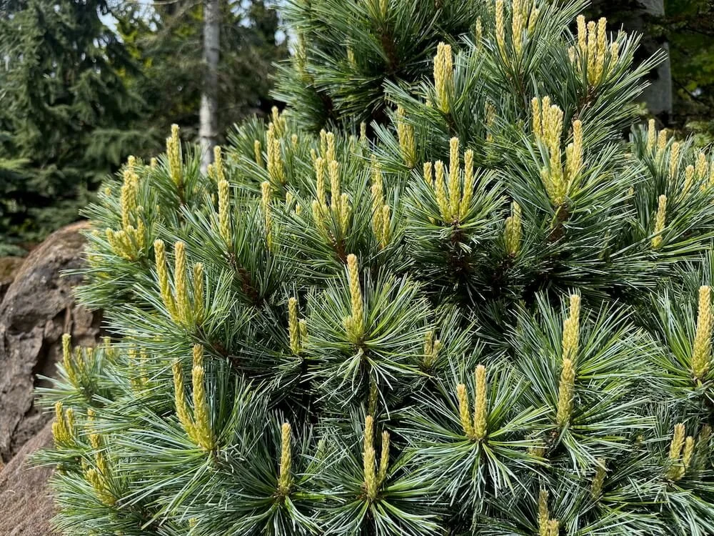 Pinus flexilis 'Lil Wolf' 04.jpeg
