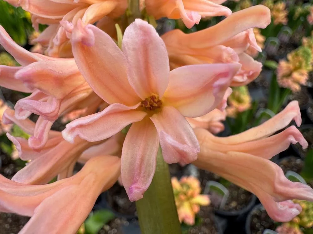 Hyacinthus orientalis 'Gypsy Queen' 01.jpeg