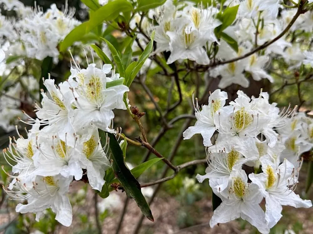 Rhododendron augustinii ssp. hardyii 01.jpeg