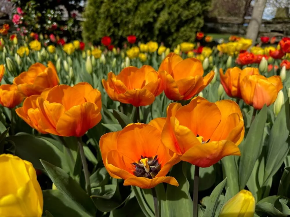 Tulipa 'Orange Emperor' 03.jpeg