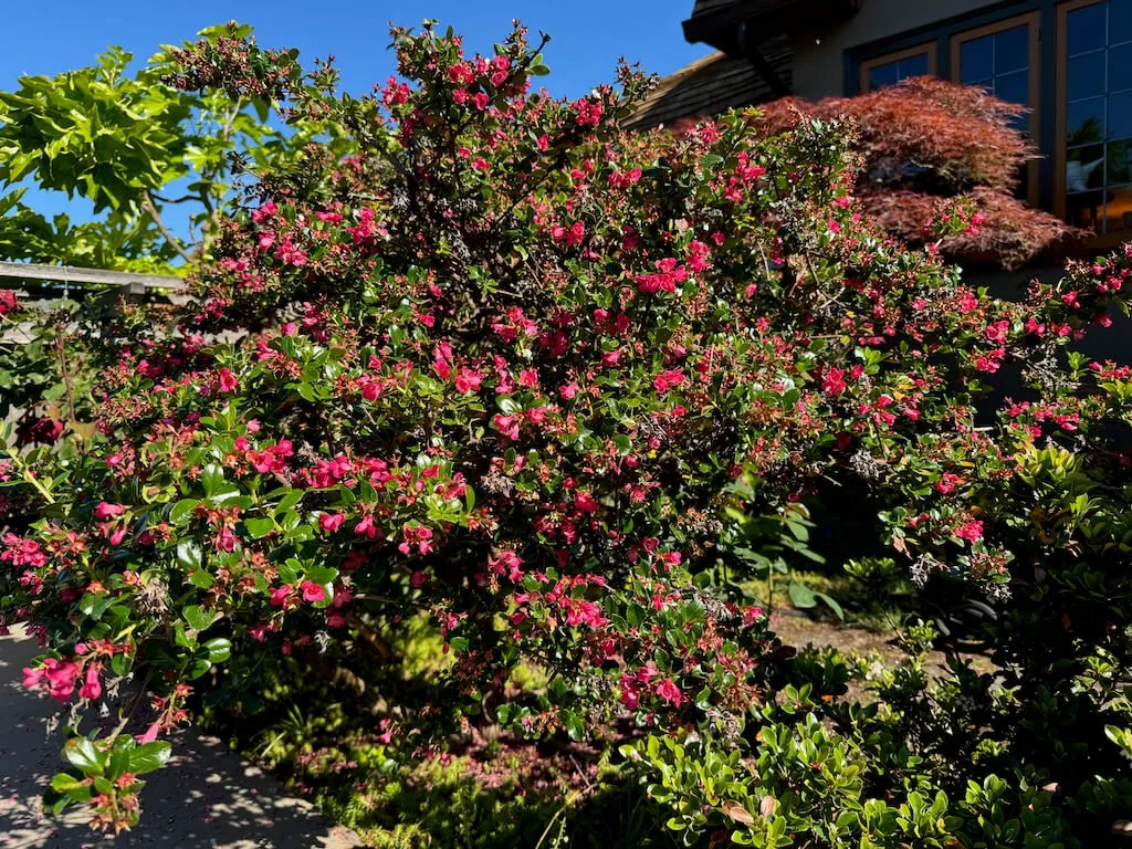 Escallonia × langleyensis 'Pride of Donard' 03.jpeg