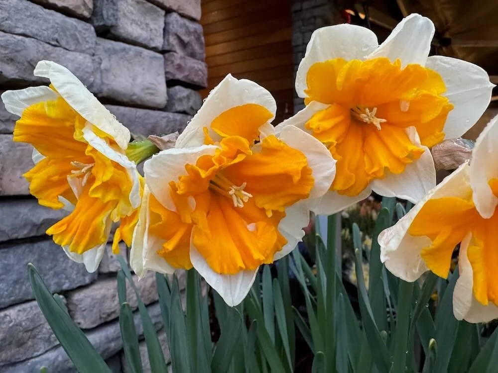 Narcissus 'Sovereign' 03.jpeg