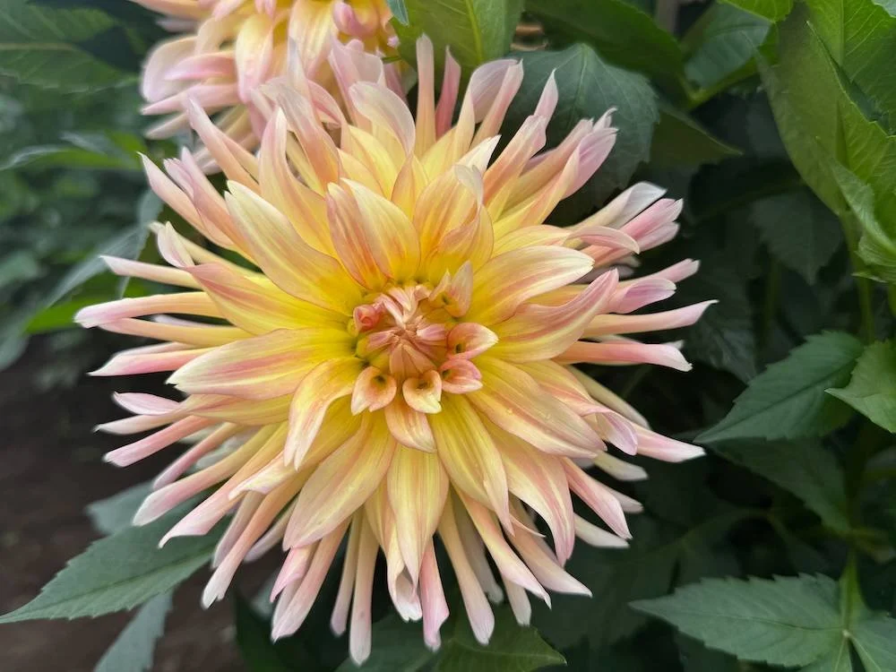 Dahlia 'Cabana Banana' 01.jpeg