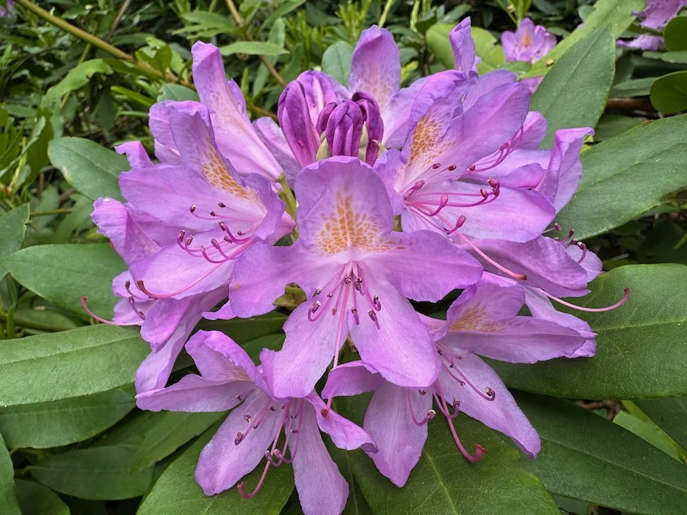 Rhododendron catawbiense 'Grandiflorum' 01.jpeg