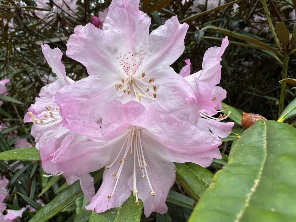 Rhododendron degronianum 02.jpeg