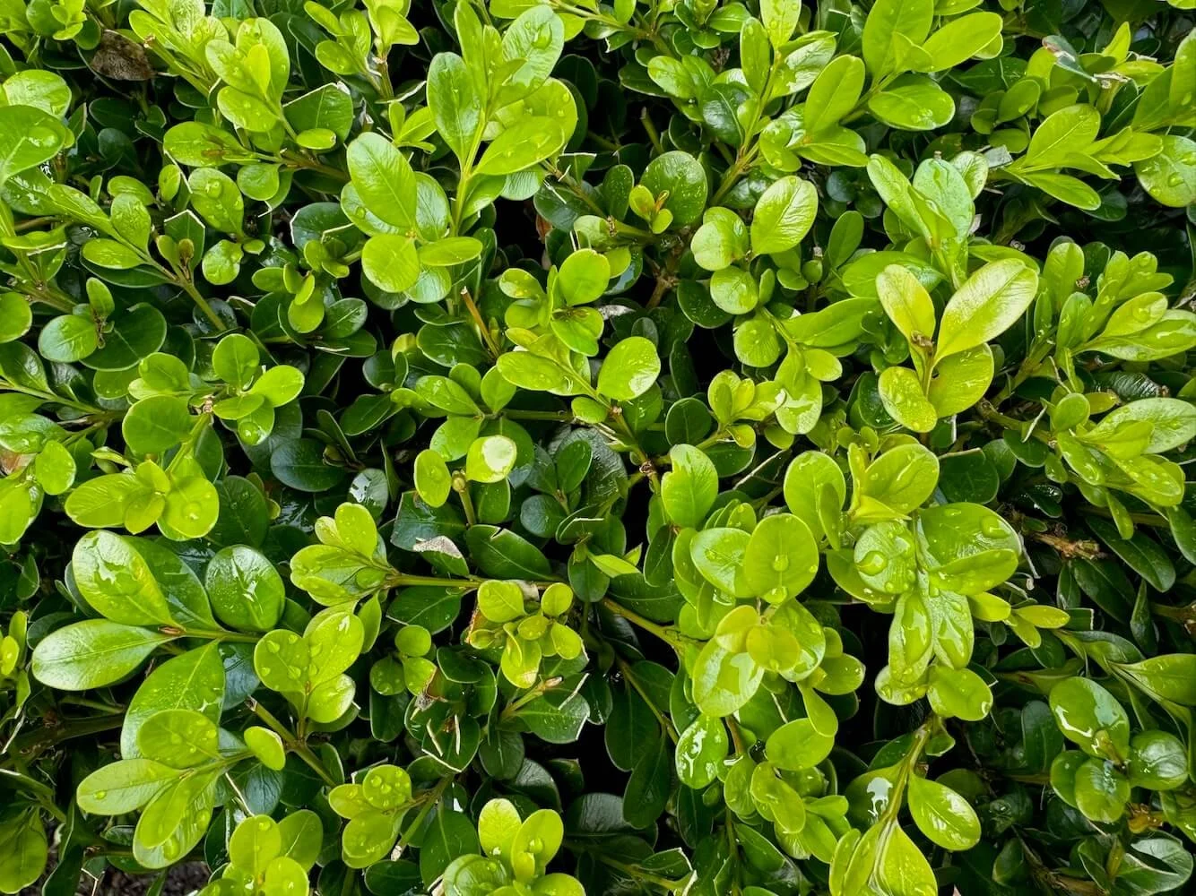 Buxus microphylla var. japonica 'Winter Gem' 01.jpeg