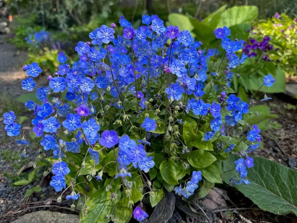 Omphalodes verna 03.jpeg