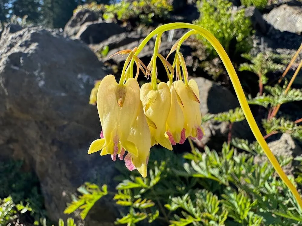 Dicentra formosa ‘Sulphur Hearts’ 02.jpeg