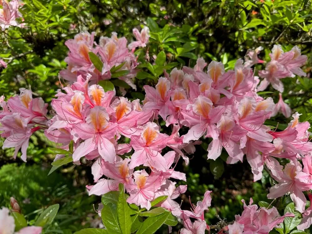 Rhododendron occidentale 'Irene Koster' 04.jpeg