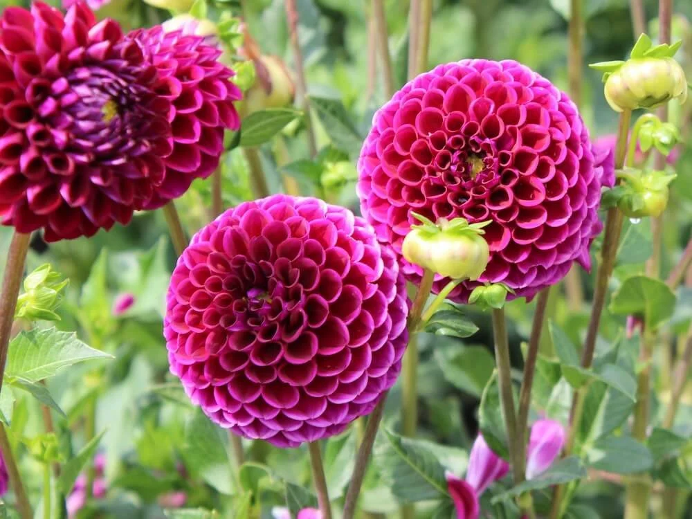 Dahlia 'Ivanetti' 02.JPG