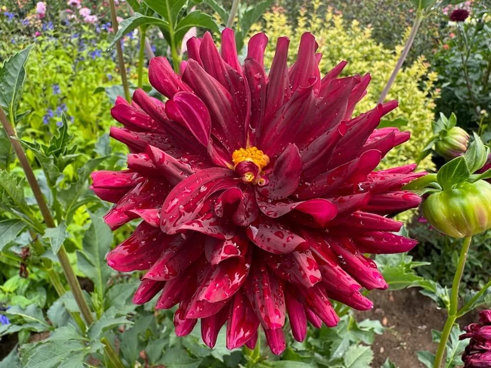 Holly Hill Black Beauty Dahlia 06.jpeg