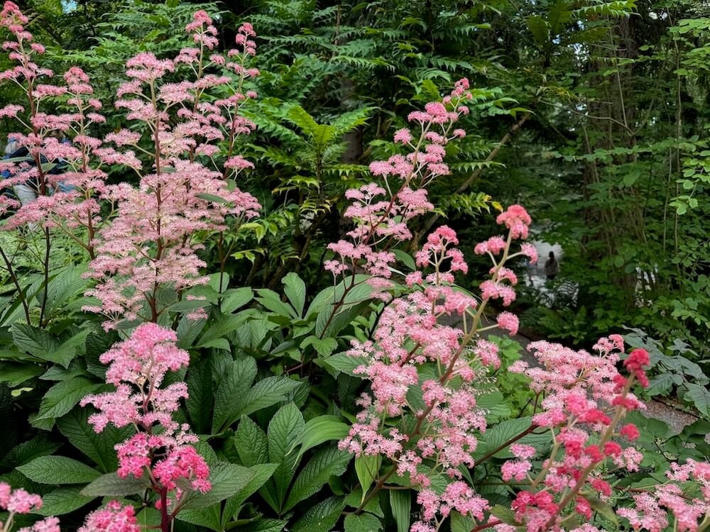 Rodgersia pinnata 'Bronze Peacock' 05.jpeg